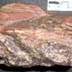 Estromatolito formado por capas de cianobacterias y minerales.