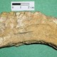 Estromatolito formado por capas de cianobacterias y minerales