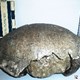 Caparazón de Tortuga