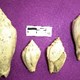 Moluscos - gasterópodos - Turritela