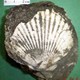 Moluscos - gasterópodos