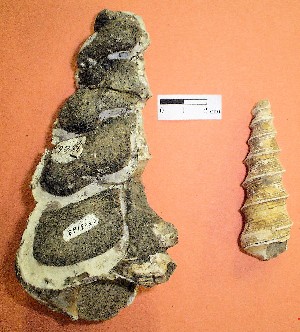 Molde de  Hoja