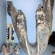 Maxilar de Mastodonte