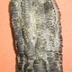 Equinodermo - Crinoideo