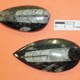 Moluscos - cefalópodos - Ortocerátidos