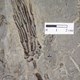 Braquiópodo del Pérmico de Kansas USA