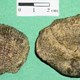 Equinodermo - Crinoideo