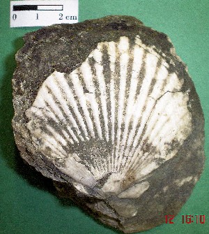 Molusco  bivalvo Pecten. Mioceno de Costa Rica (Turrialba).
