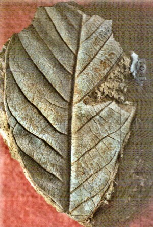 Moldes de hoja.  Pleistoceno de Costa Rica (San Carlos).