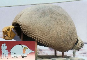 Gliptodonte (3 m largo).Pleistoceno (10 000 años).
