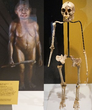 Homo floresiensis. Pleistoceno Indonesia. Hembra (1m alto).