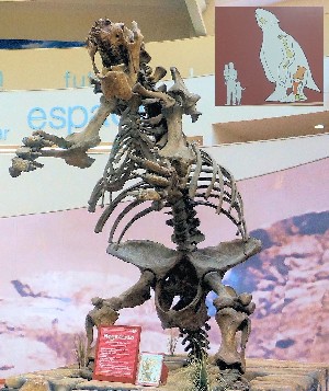 Perezoso terrestre (5m alto), Pleistoceno (10 000 años). Megatherium americanum.