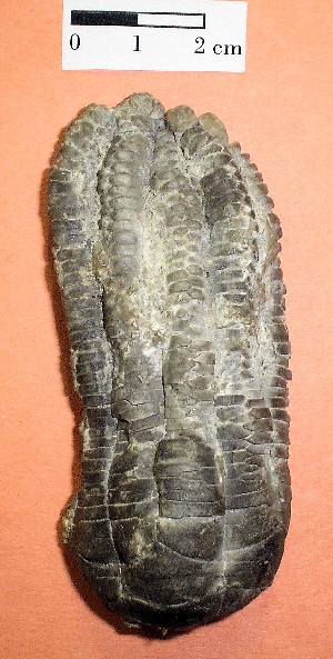 Equinodermo  Crinoideo. Triásico de Alemania