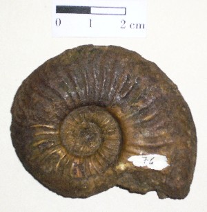Molusco  Cefalópodo  Amonite. Jurásico de Francia.