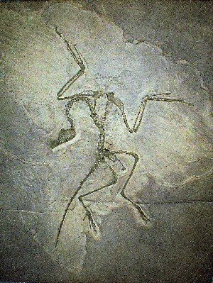 Modelo a escala de fósil de Archaeopteryx. Jurásico de Alemania.