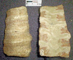 Molusco  gasterópodo  Nerinea. Cretácico de Costa Rica (Guanacaste).