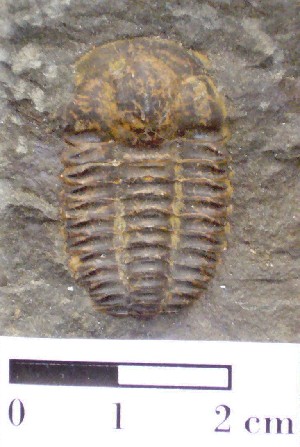 Trilobite del Cámbrico. República Checa.