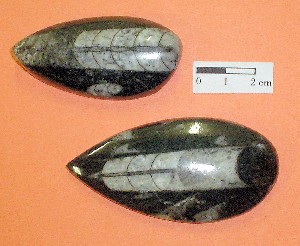 Molusco  cefalópodos  Ortocerátidos. Ordovícico de Marruecos.