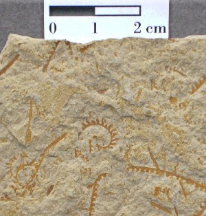 Graptolites (animales coloniales).Silúrico de República Checa.