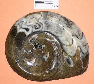 Molusco  Cefalópodo  Amonite. Devónico de Marruecos.
