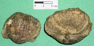 Equinodermo  Crinoideo. Carbonífero de USA.