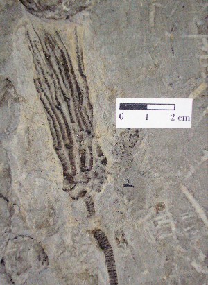 Braquiópodo del Pérmico de Kansas USA.
