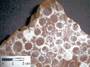 Molusco - Colonia de Rudistas